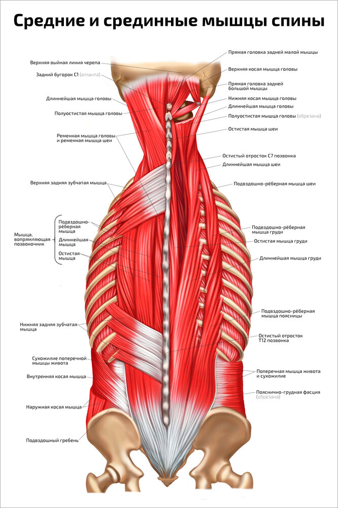 Плакат Квинг Средние и срединные мышцы спины ламинированный 457×610 мм ≈ (А2)