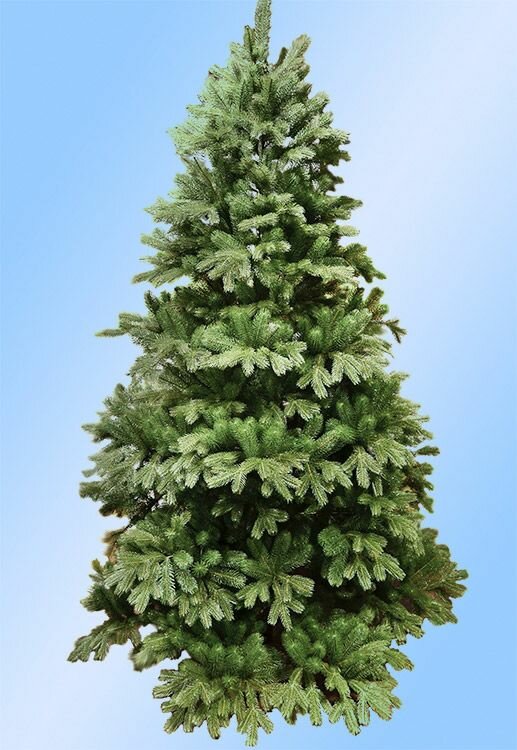 Искусственная елка Голландская Премиум 185 см, литая 100%, царь елка, EverChristmas ГЛ-185