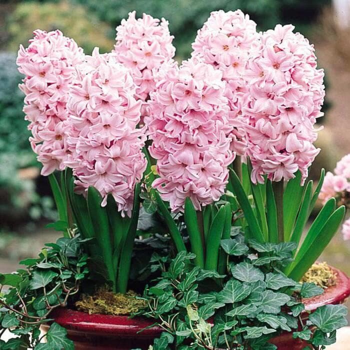 Гиацинт Розетта Махровый (1 луковица). Holland Bulbs (Голландия).