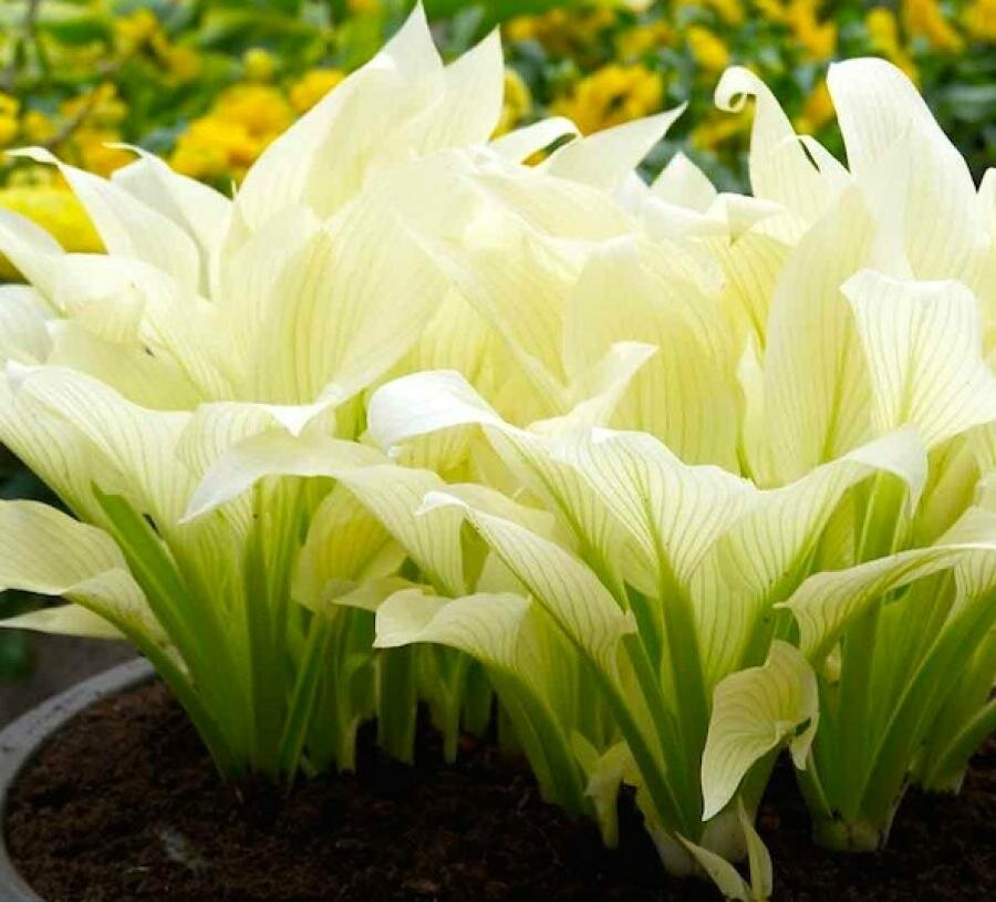 Хоста гибридная White Feather Саженцы С1 (1 литр) ЗКС - Цветы многолетние