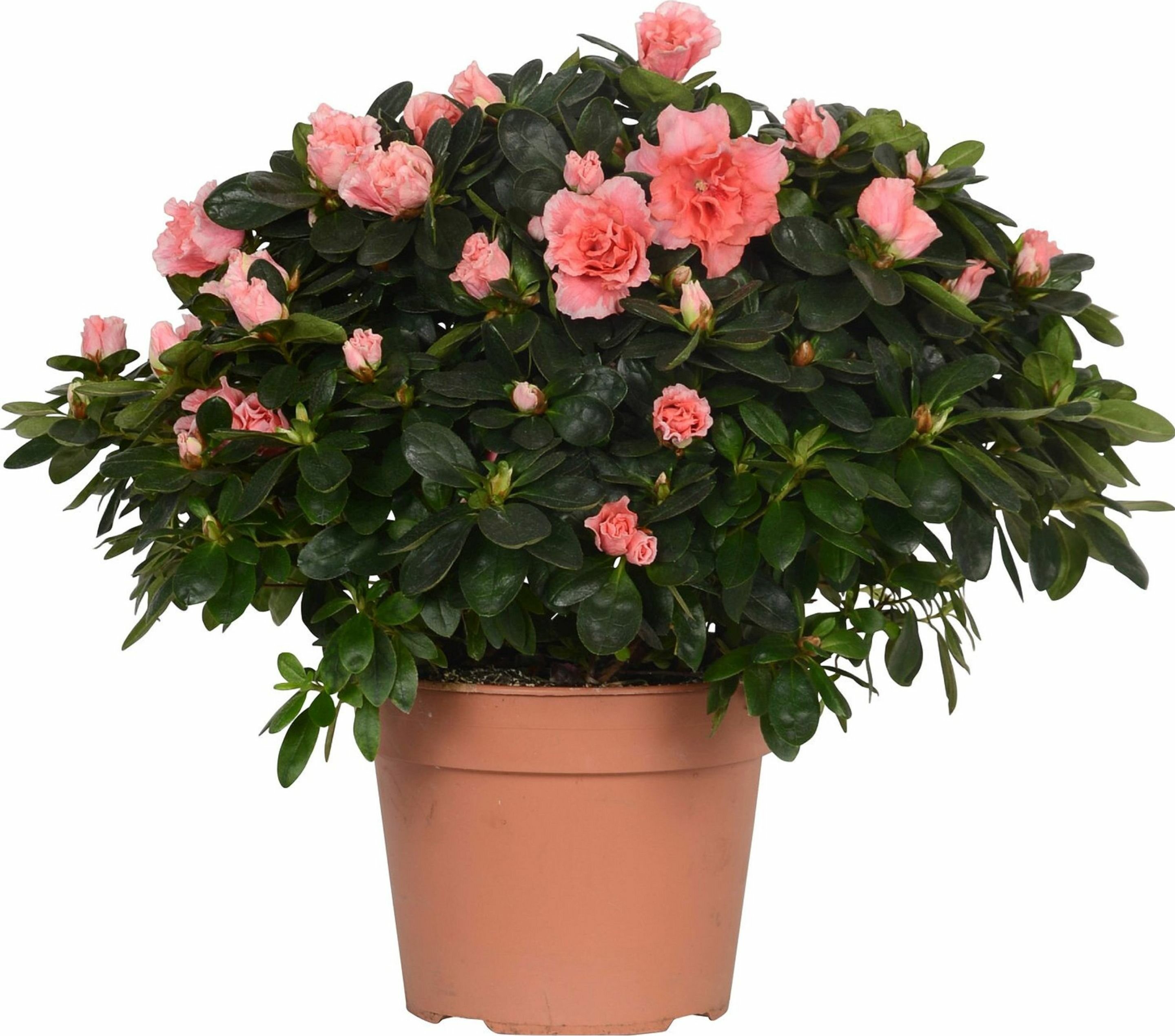 Вызов для цветовода: 7 потрясающих, но сложных в уходе комнатных растения Anasta