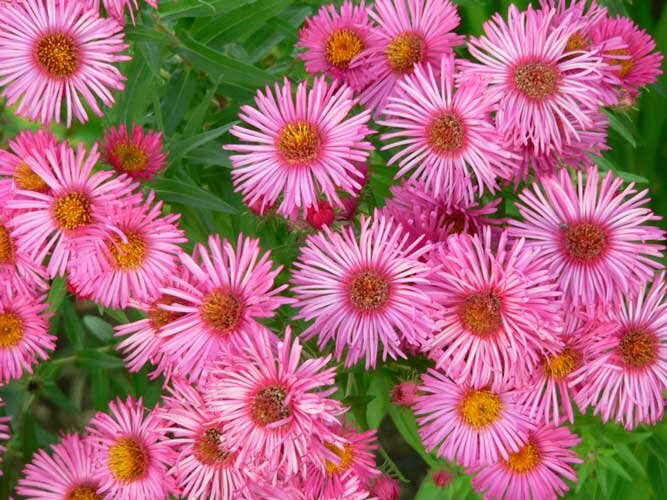 Астра кустарниковая Barrs Pink Саженцы С1 (1 литр) ЗКС - Цветы многолетние