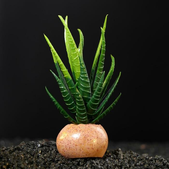 Пижон Аква Растение искусственное аквариумное на камне, 6 х 6 х 12 см
