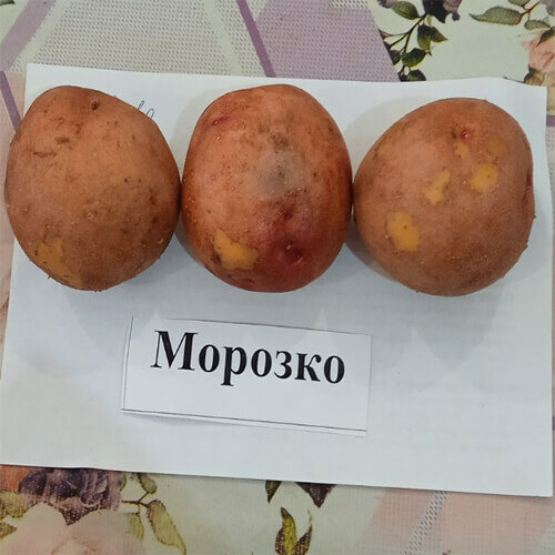 Картофель семенной селекционный сортовой Морозко клубни 1 кг - фотография № 1