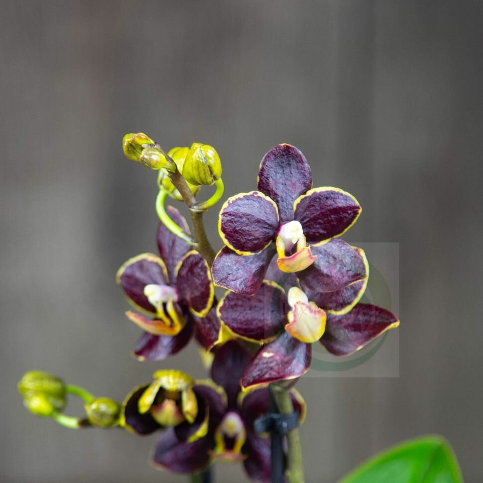 Орхидея Фаленопсис мини темно-бордовая с желтым