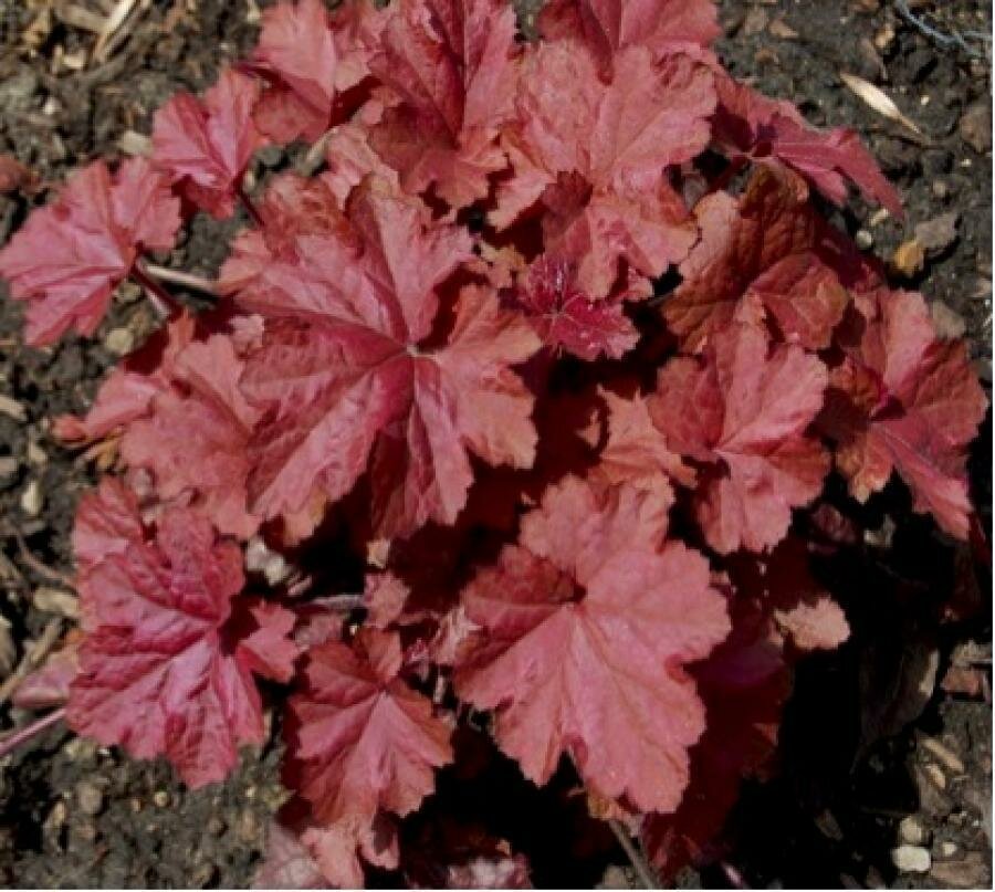Гейхера гибридная Beaujolais, Саженцы, P8 (8х8х7см), ЗКС - Цветы многолетние