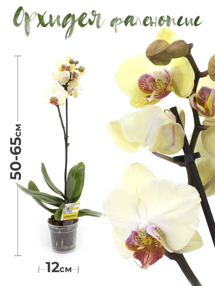 Растение комнатное GRIN Store Орхидея фаленопсис 1 ствол 12 дм живой цветок в горшке для декора дома и офиса  желтая