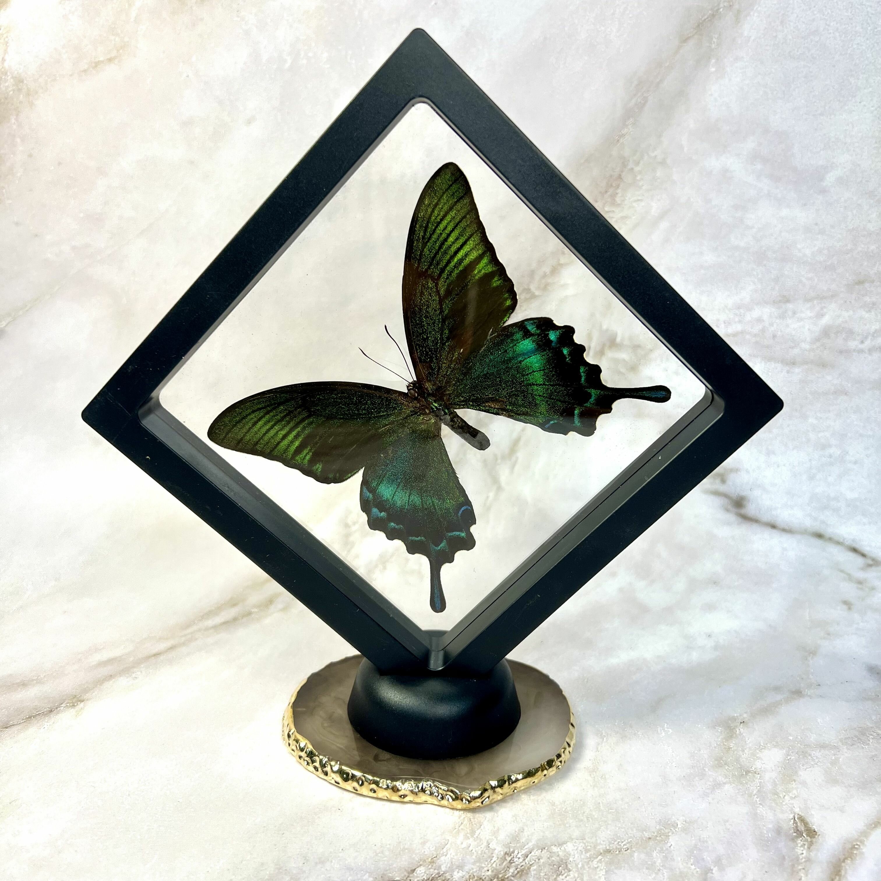 Бабочка Парижский павлин в рамке, в подставке настольной , бабочки настоящие, Парусник парис