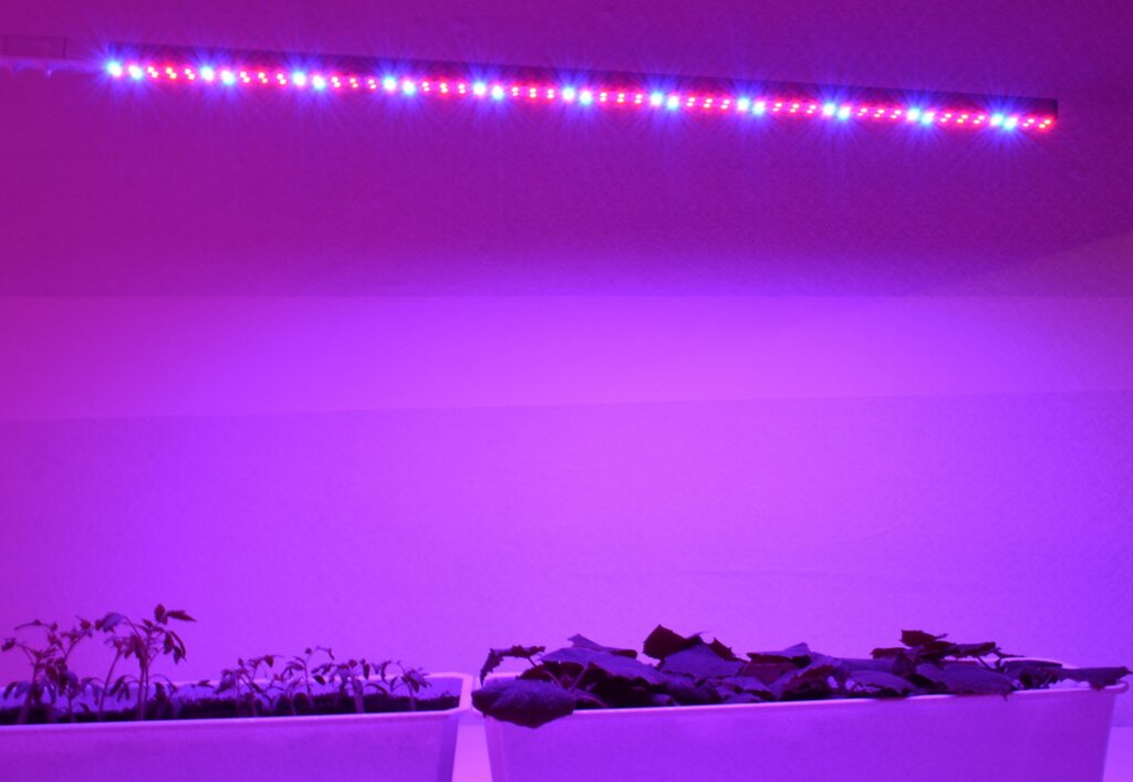 «Маранта 60см». Лампа светодиодная для выращивания растений в домашних условиях - фотография № 11