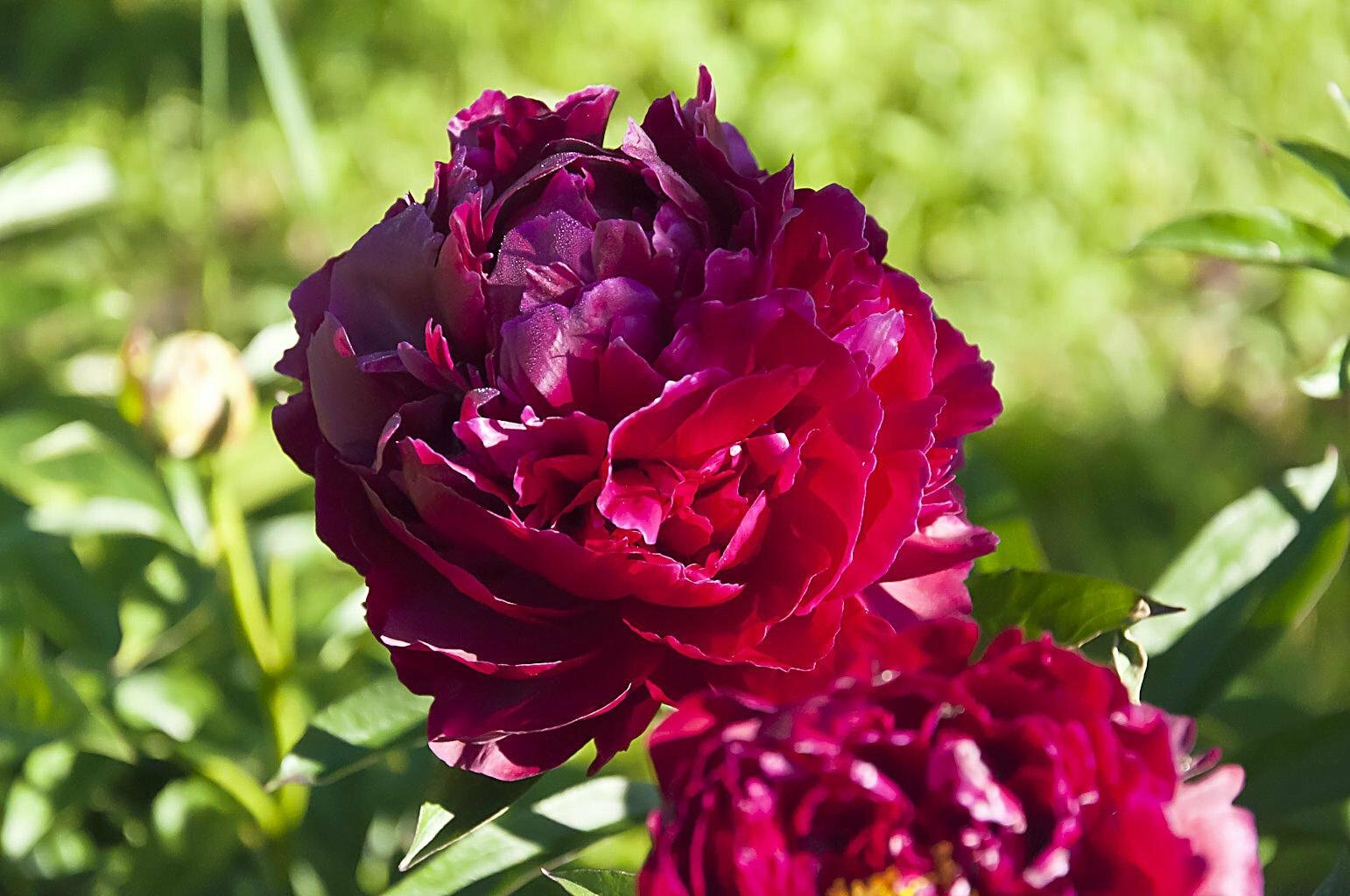 Пион Корневище, Армани, 1шт (LeFlower) — фото 3