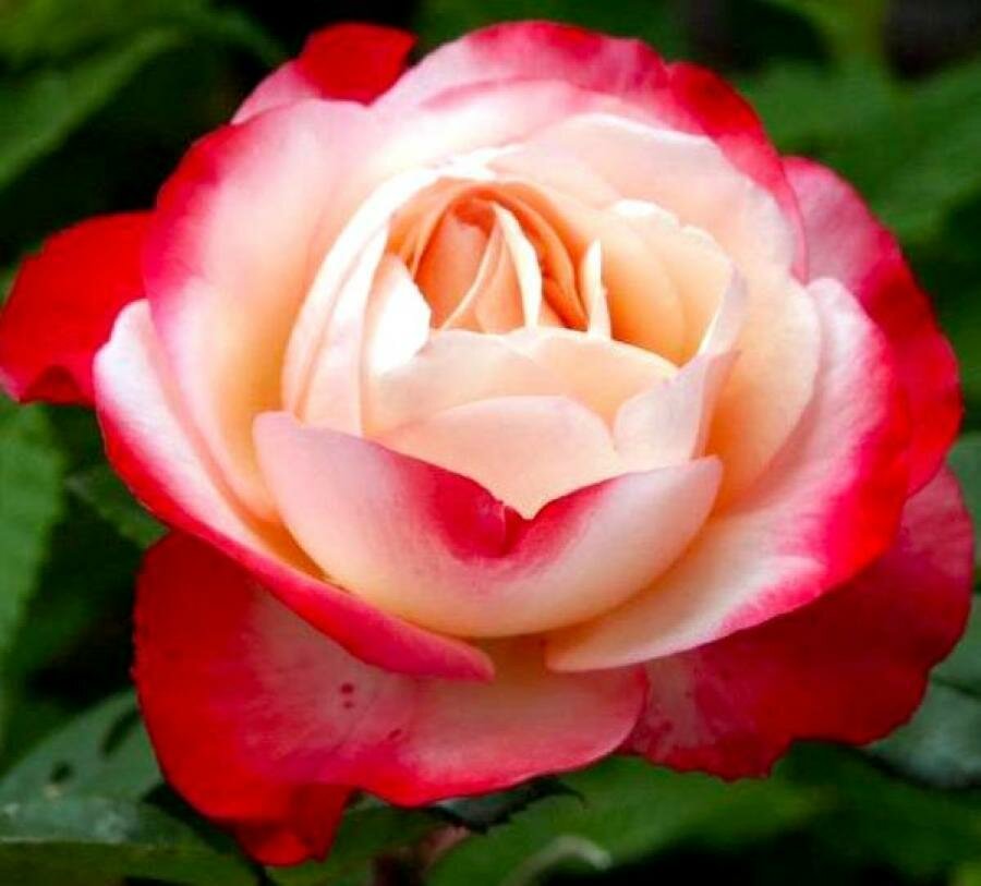 Розы сорта Ностальжи с формой куста куст — купить по низкой цене на ...