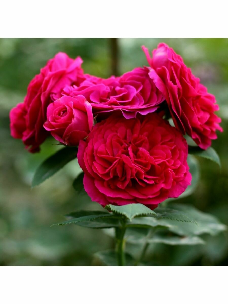 Sophy's Rose David Austin - Garden World Nursery