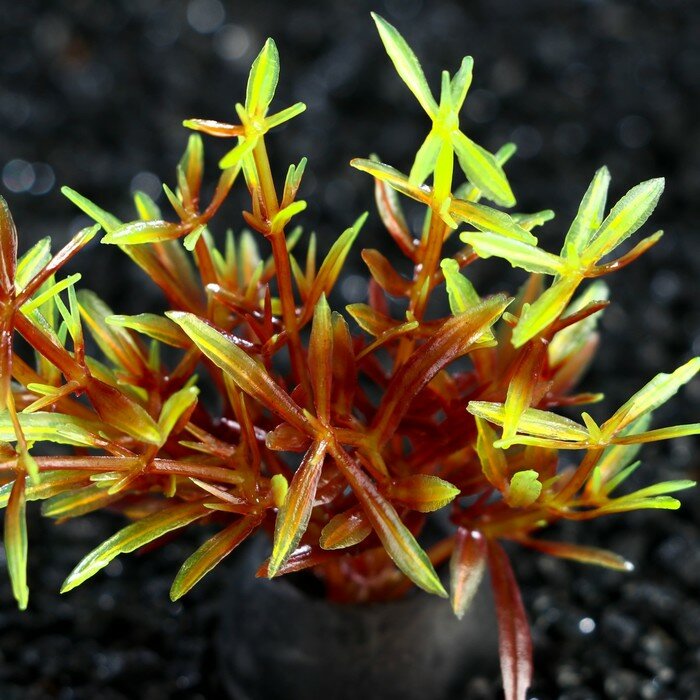 Растение искусственное аквариумное, 2,5 х 5 см, красно-зелёное - фотография № 2