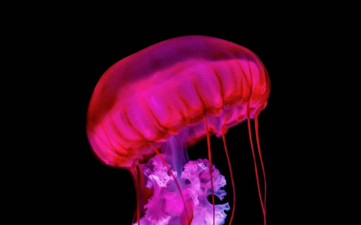 фото Картина на холсте 60x110 Альянс Лес "Медуза, щупальца, красный, под водой" на подрамнике / интерьер/ декор