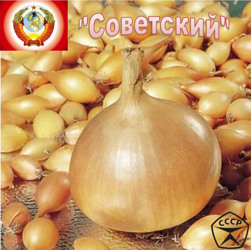 Лук-севок Стурон "Советский", 2-я категория, 500 грамм