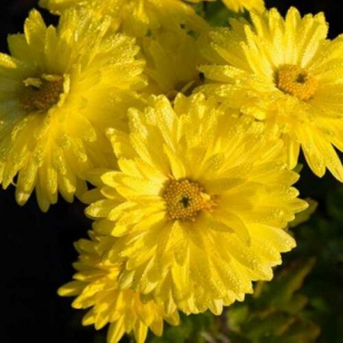 Хризантема корейская Цитрус Саженцы С1 (1 литр) ЗКС - Цветы многолетние