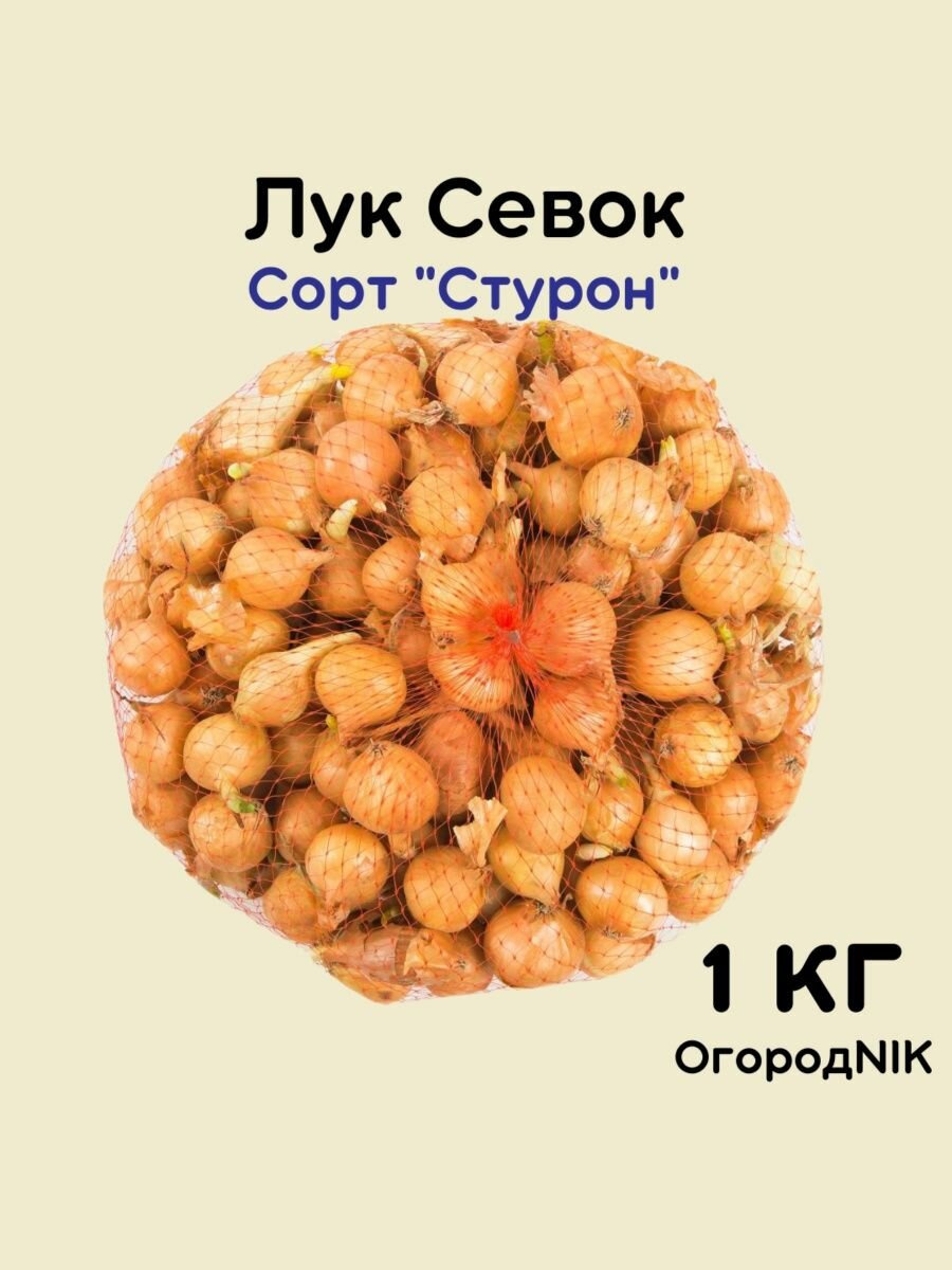 Лук Севок сорт "Стурон" - фотография № 1