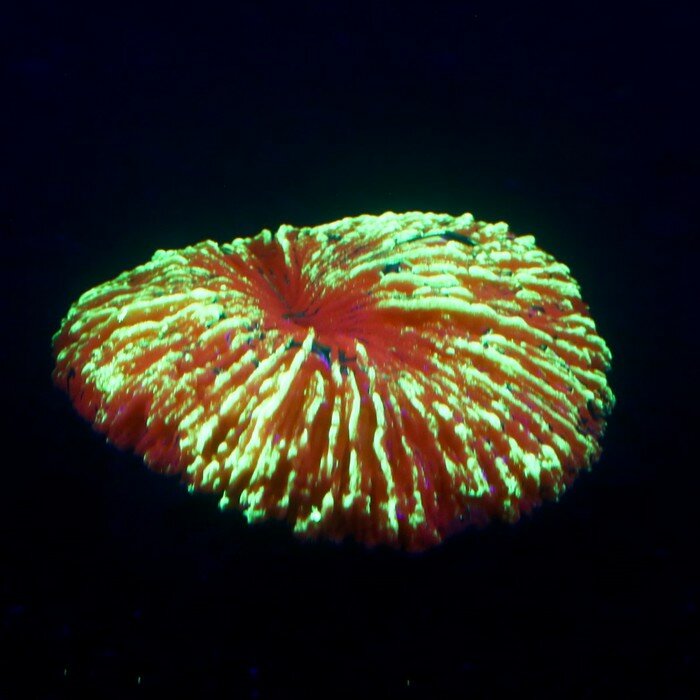 Декор для аквариума коралл "Пильчатый гриб", силиконовый, 5 х 2,5 см, оранжевый - фотография № 2