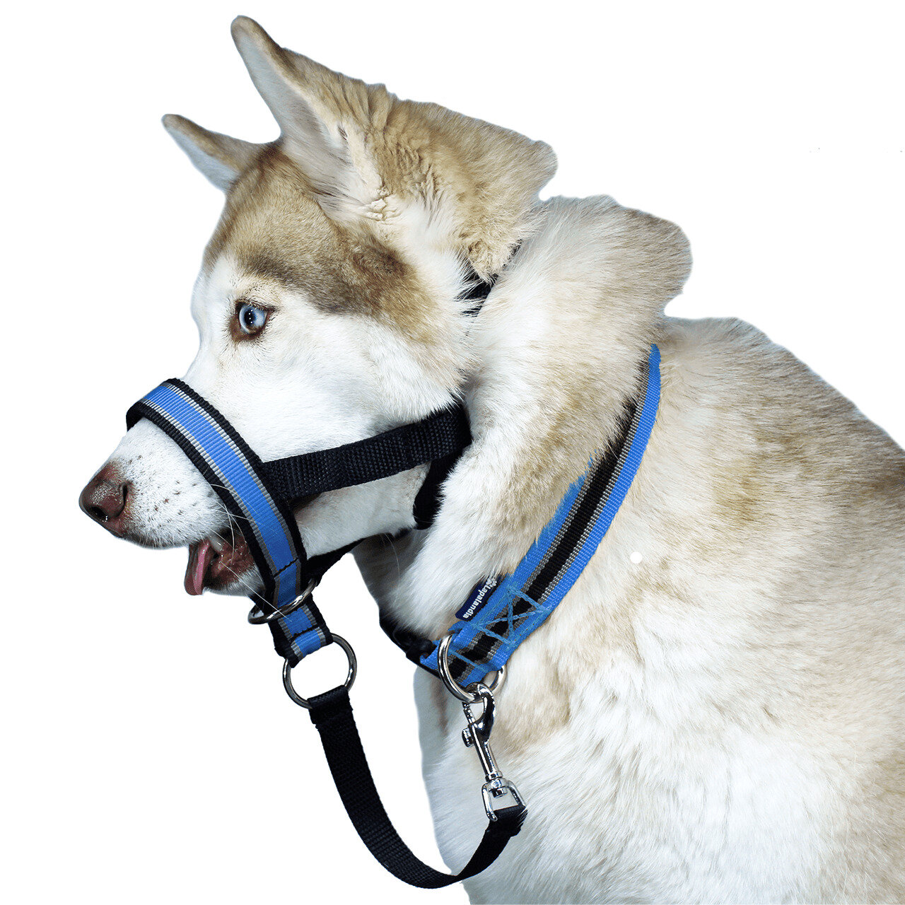 Недоуздок для собак White Wolf (корректор поведения, халти) Спорт Синий - фотография № 1
