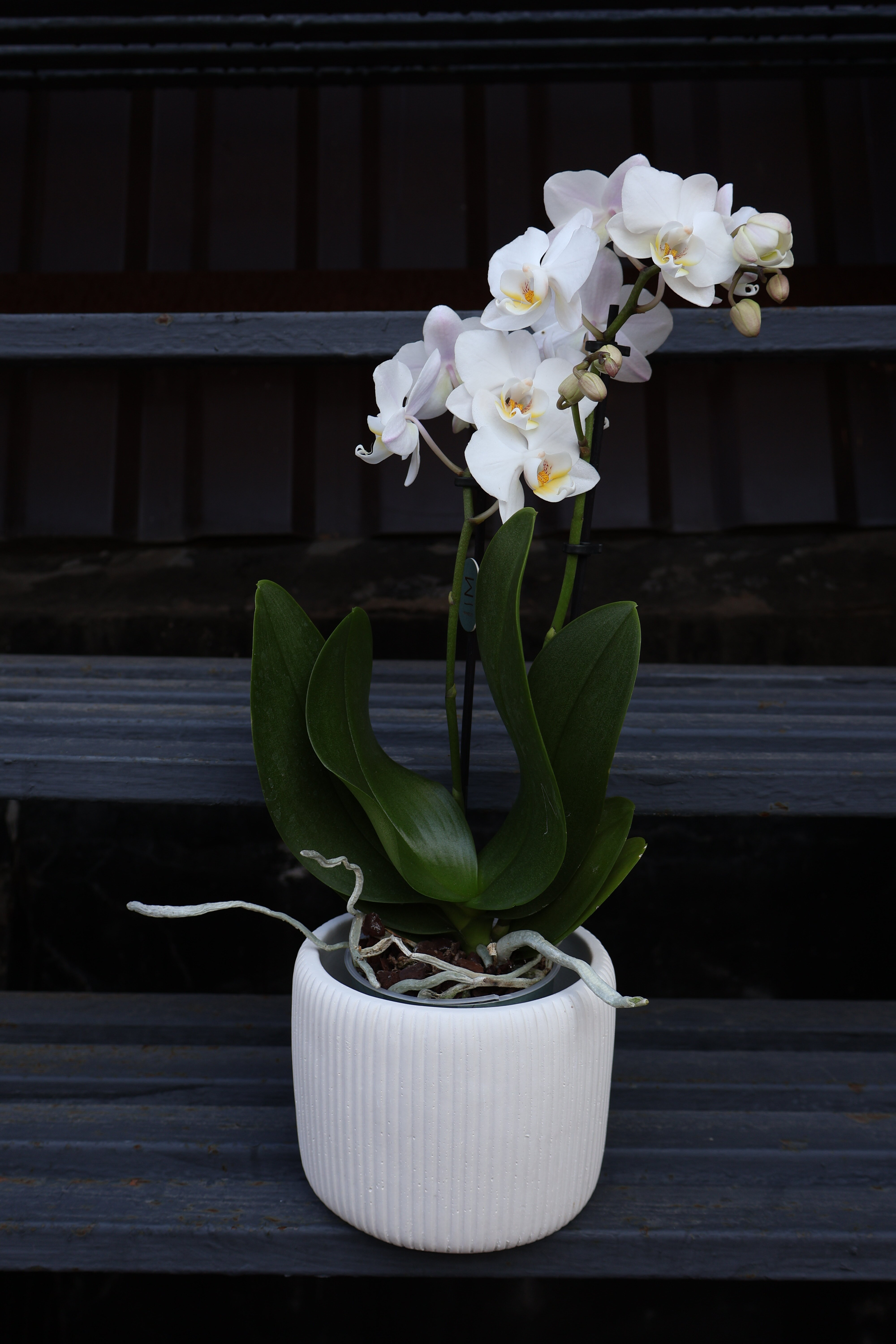 Белоснежная Мини орхидея в кашпо (D-10 H-40)