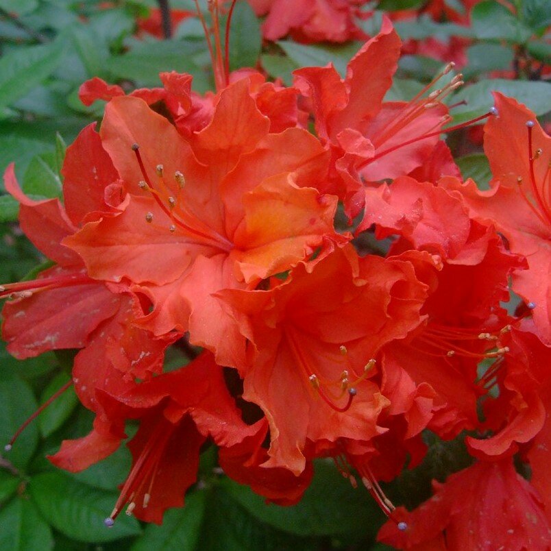 Азалия Гибридная Хотспур ред (Rhododendron) Саженец/15-20 см./1 год/2л/Закрытая (ЗКС)