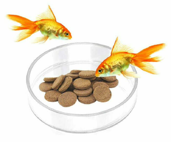 Кормушка стеклянная для аквариумных рыб и креветок, диаметр 5.8 см - фотография № 1