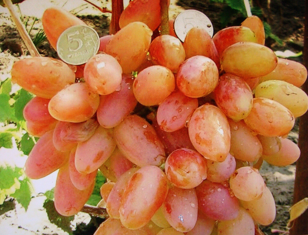 Виноград плодовый Тасон (2 года ЗКС)