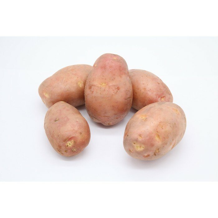 Семенной картофель "Юбиляр" 10 шт, Супер Элита, р/р 28/55 - фотография № 2