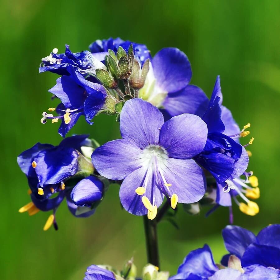 Синюха голубая Лазурь. Гавриш.