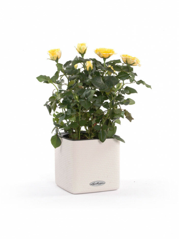 фото Желтые Розы в кашпо с автополивом Lechuza Cube14