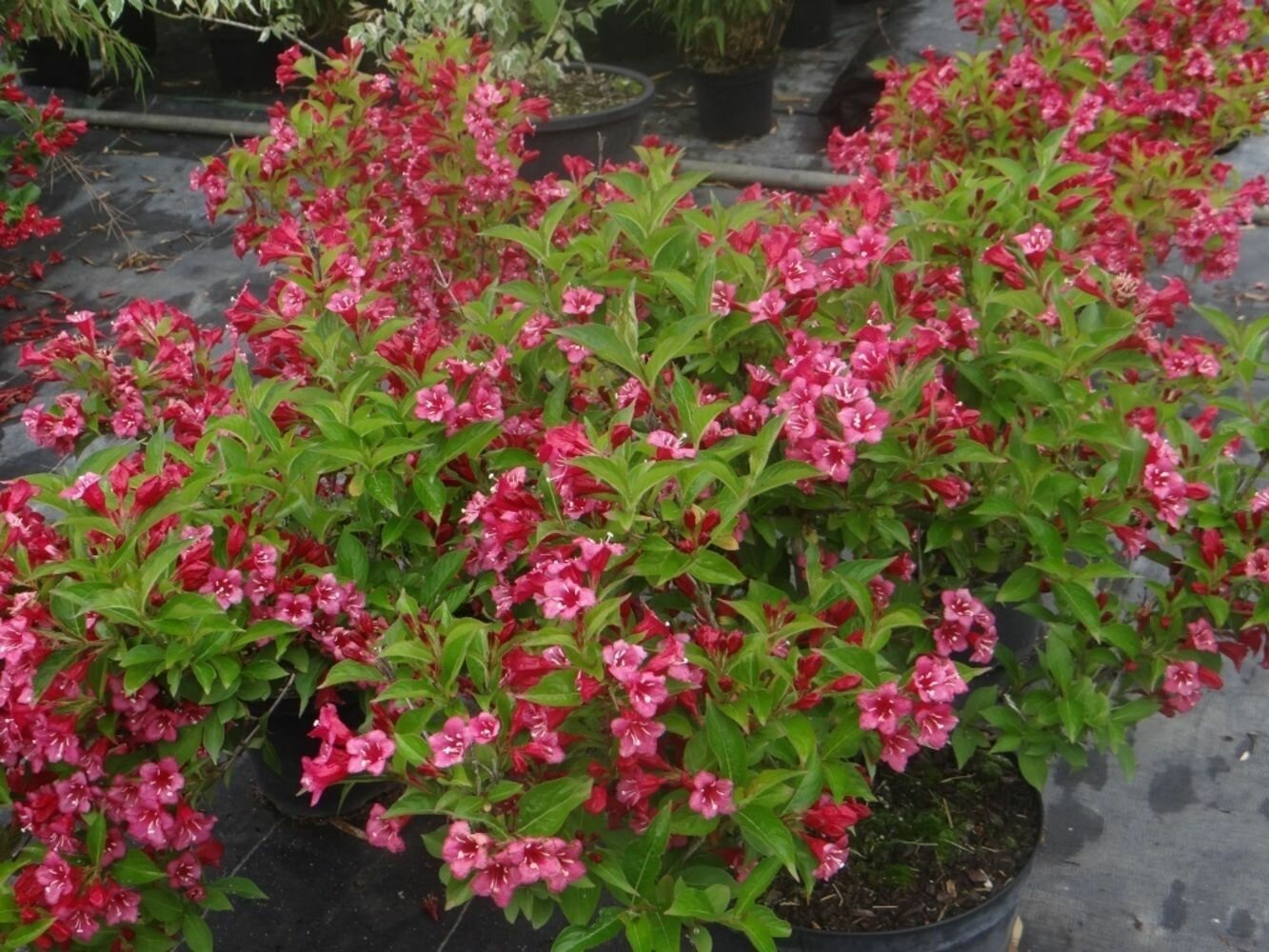 Вейгела цветущая гибридная Бристоль Руби (Weigela hybrida Bristol Ruby) саженцы