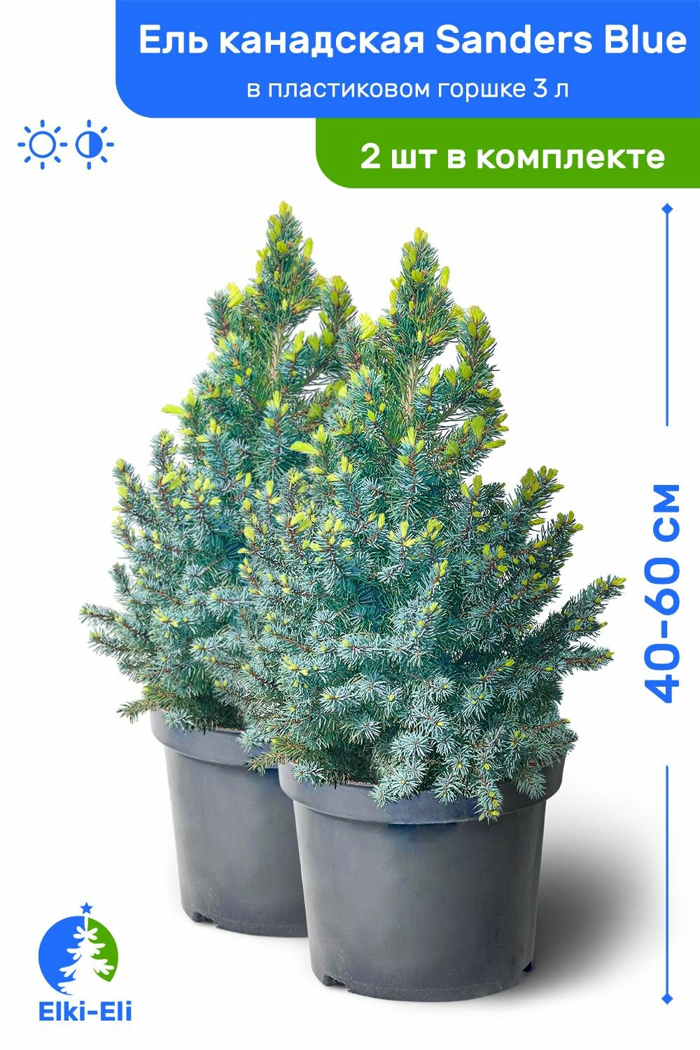 Ель канадская Sanders Blue (Сандерс Блю) 40-60 см в пластиковом горшке 3 л саженец хвойное живое растение комплект из 2 шт