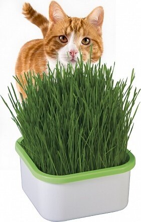 Выращиватель травы для кошек, кроликов и морских свинок / проращиватель Здоровья клад