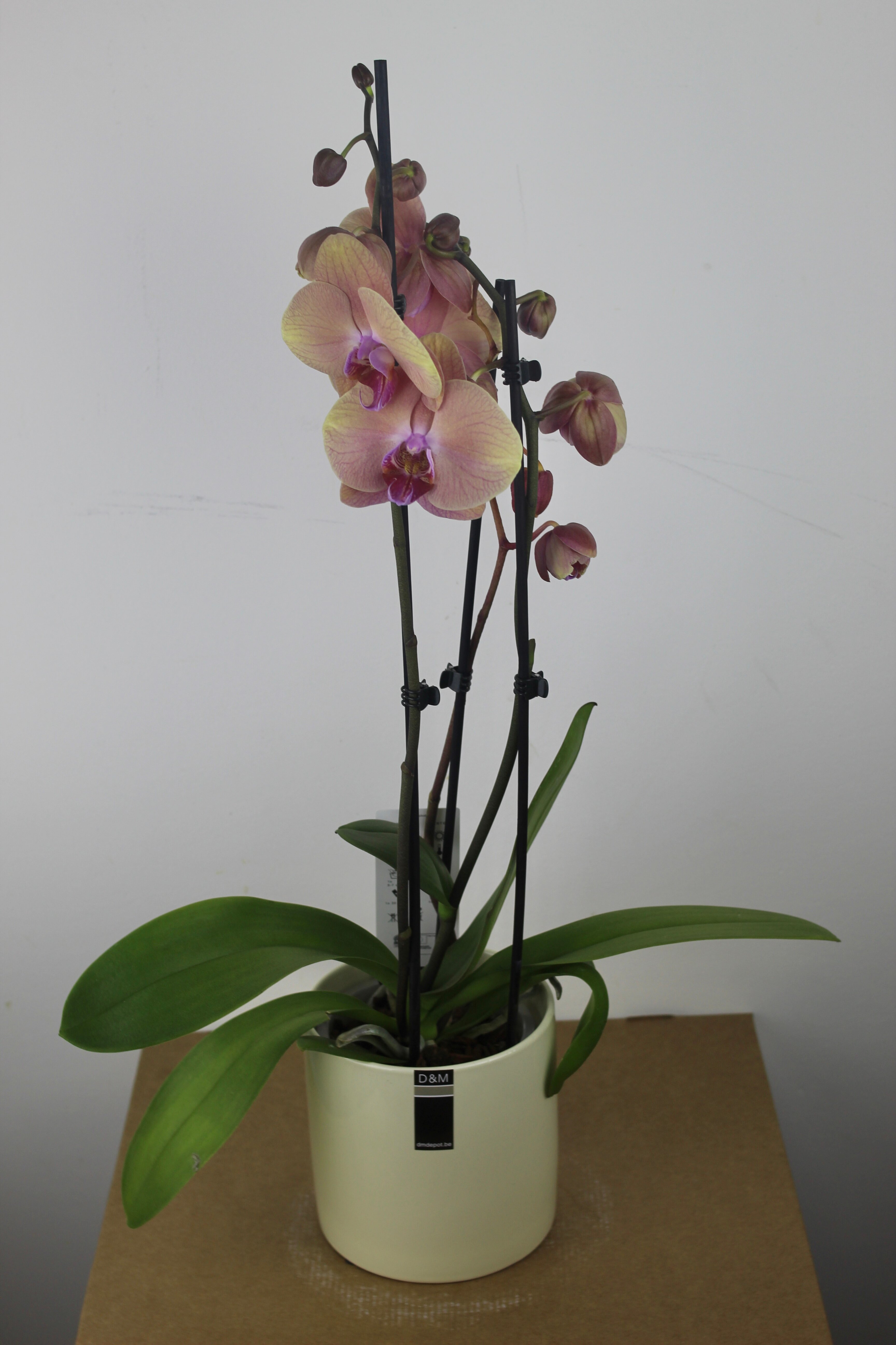 Орхидея Фаленопсис Аутентик Терракот в керамическом кашпо (D-15 H-60)