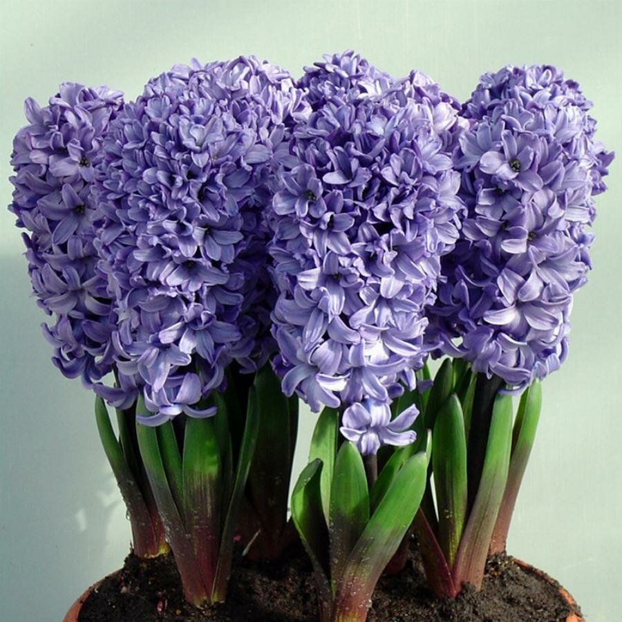 Гиацинт Садовый Блу Стар (Hyacinthus) - набор из 21 штук Луковицы/Разбор 14/16/Открытая (ОКС)