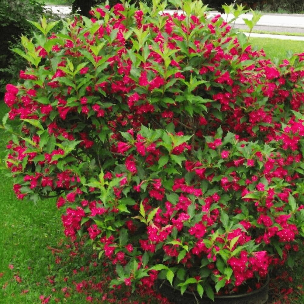Вейгела цветущая гибридная Бристоль Руби (Weigela hybrida Bristol Ruby) саженцы