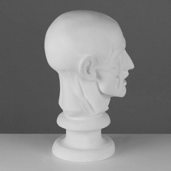 Мастерская Экорше Гипсовая фигура анатомическая: Голова по Гудону, 22 х 22 х 48 см - фотография № 2