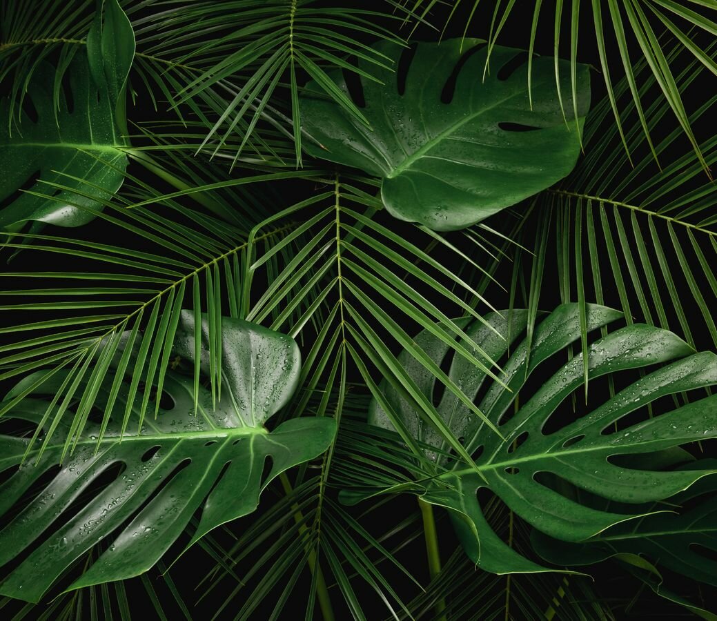 Фотообои Уютная стена "Декоративные листья тропических растений" 310х270 см Бесшовные Премиум (единым полотном)