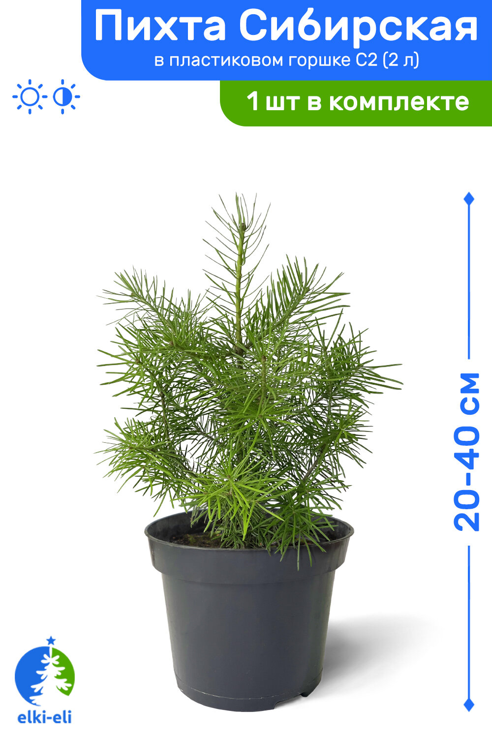 Пихта сибирская 20-40 см в пластиковом горшке C2 (2 л) саженец хвойное живое растение