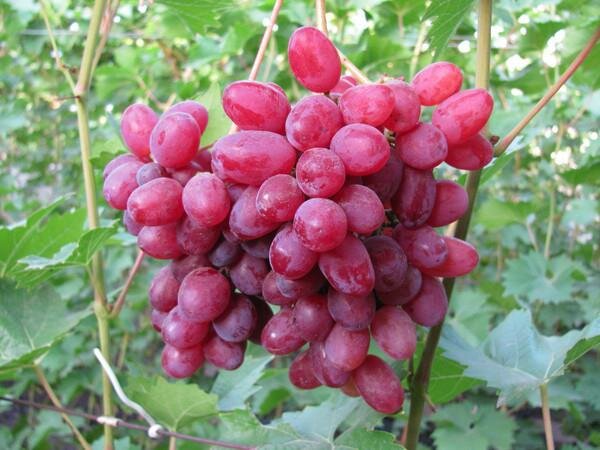 Виноград плодовый Кишмиш Канадис (2 года ЗКС)