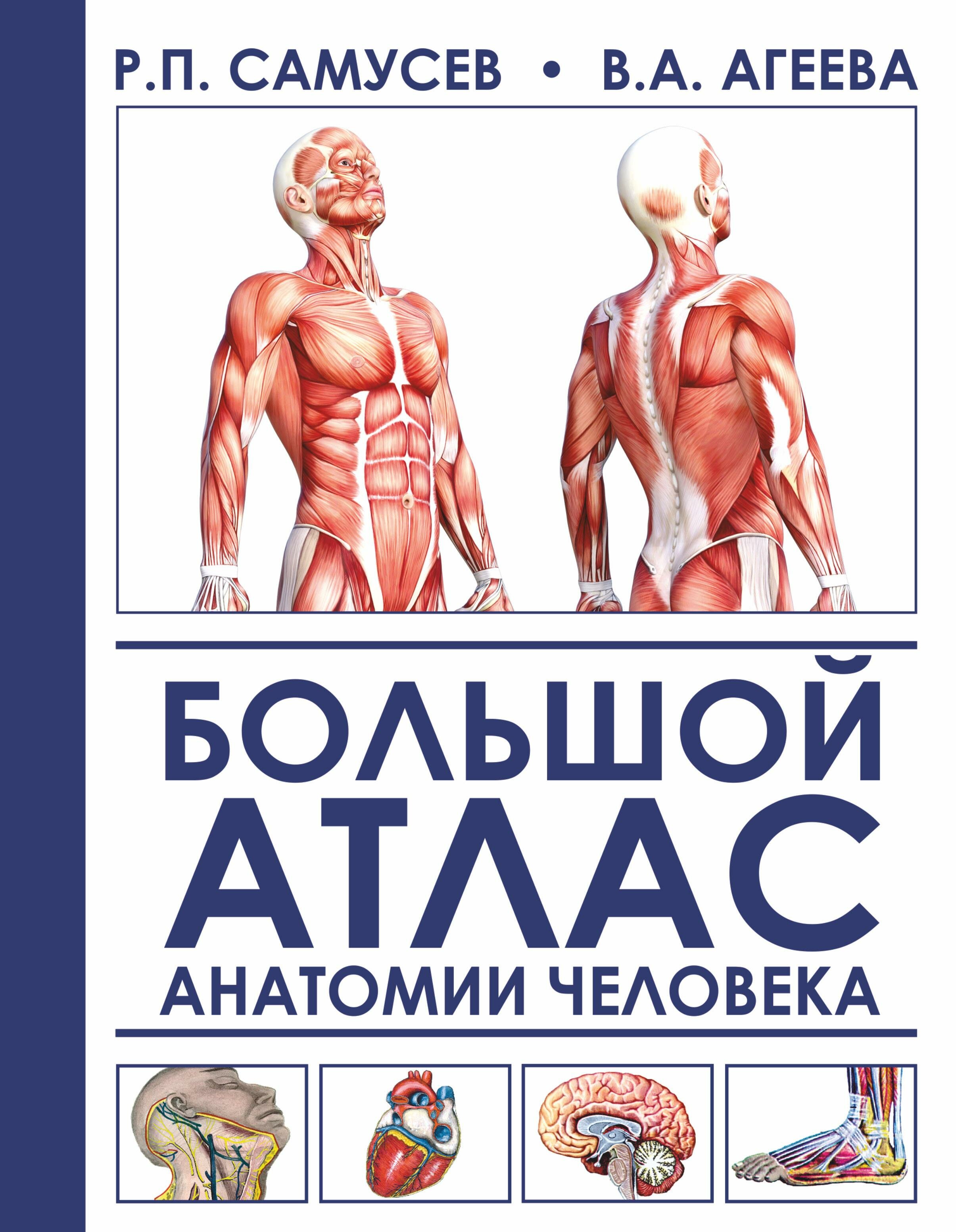 Большой атлас анатомии человека - фото №1