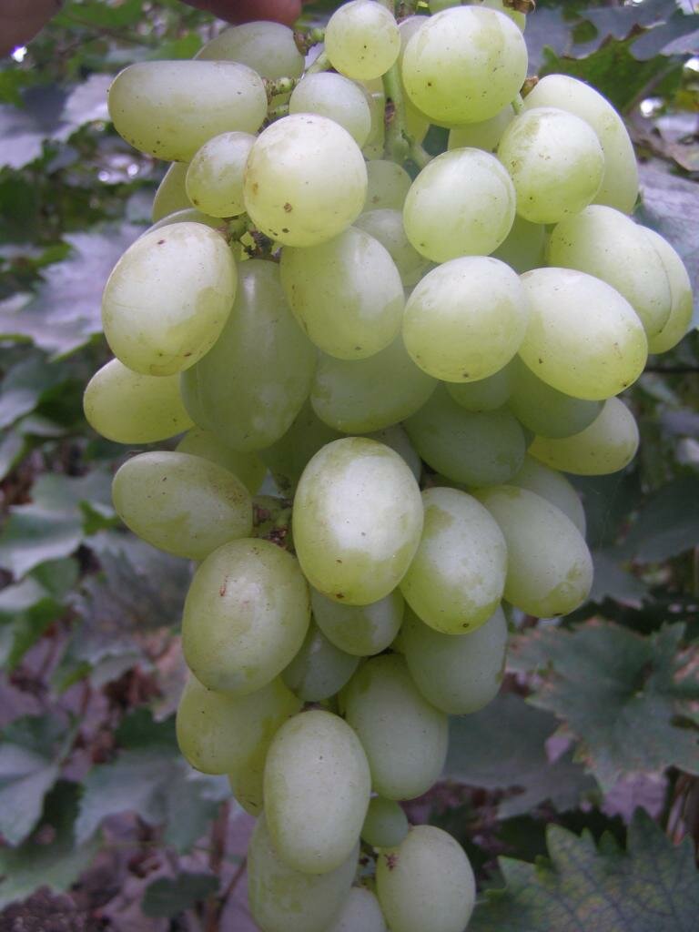 Виноград плодовый Биляна (2 года ЗКС)