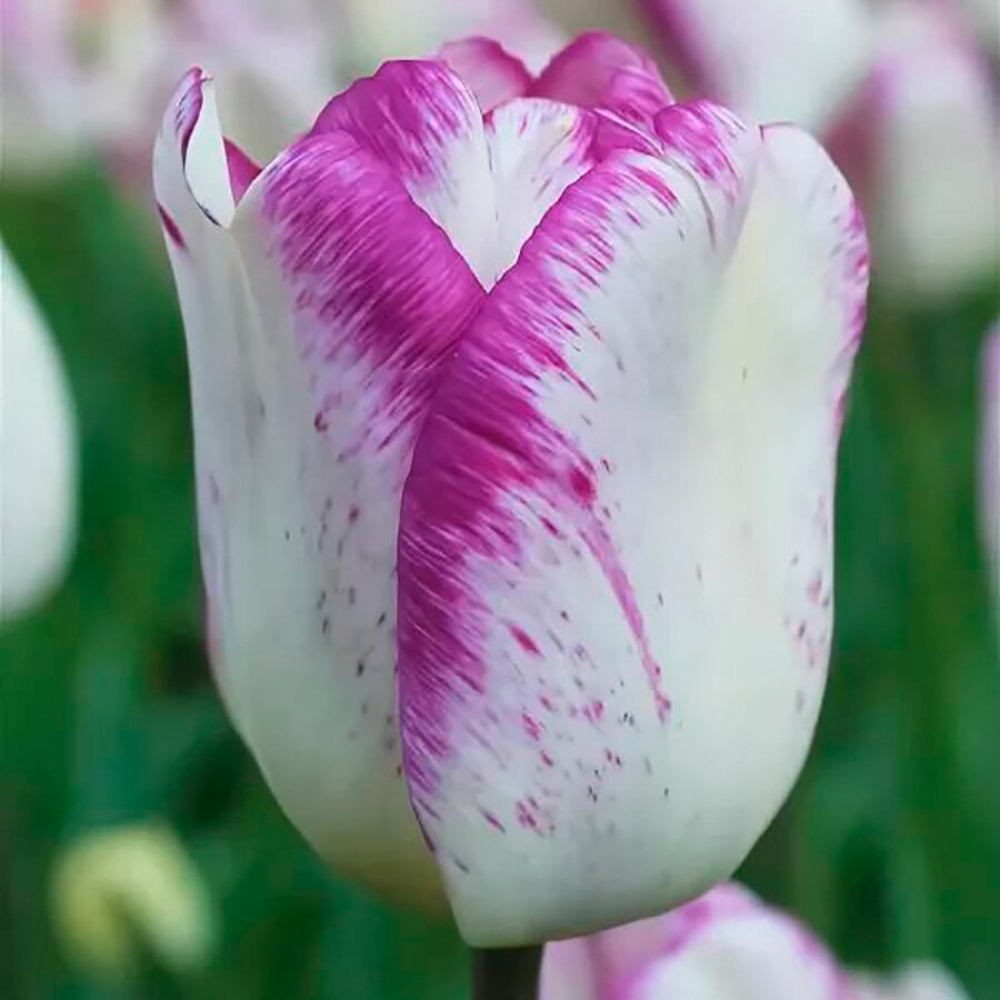 Тюльпан Обыкновенный Ширли (Tulipa) - набор из 10 штук Луковицы/Разбор 10/12/Открытая (ОКС)