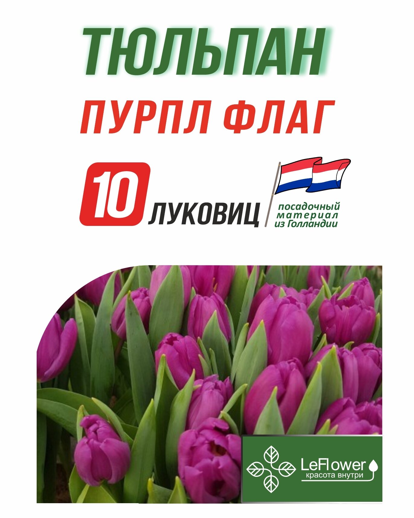 Тюльпан Луковица, Пурпл Флаг, 10шт (LeFlower)