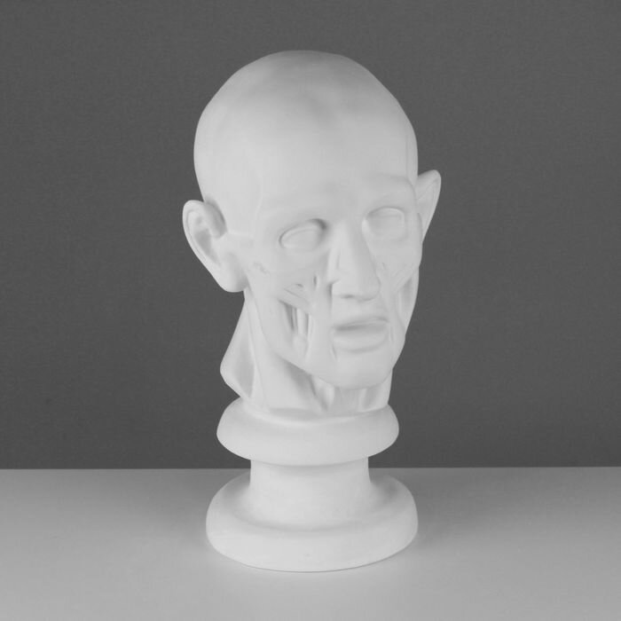 Мастерская Экорше Гипсовая фигура анатомическая: Голова по Гудону, 22 х 22 х 48 см - фотография № 1