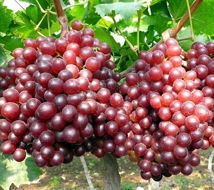 Виноград плодовый Руби Сидлис (2 года ЗКС)