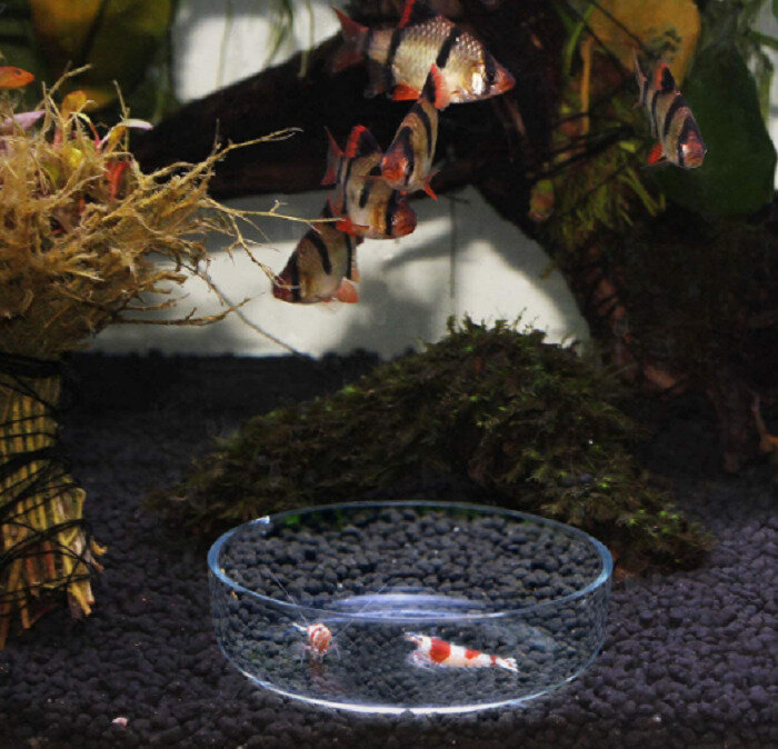 Кормушка стеклянная для аквариумных рыб и креветок, диаметр 5.8 см - фотография № 3