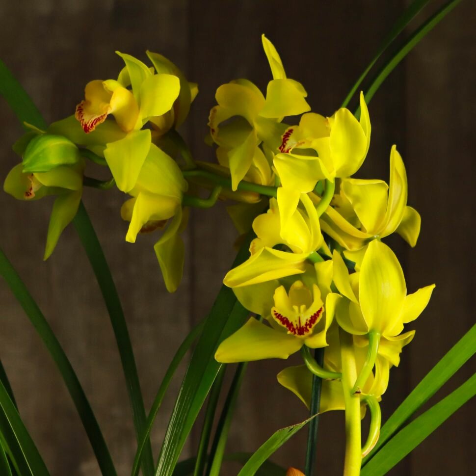 Орхидея Цимбидиум желто-бордовая D14