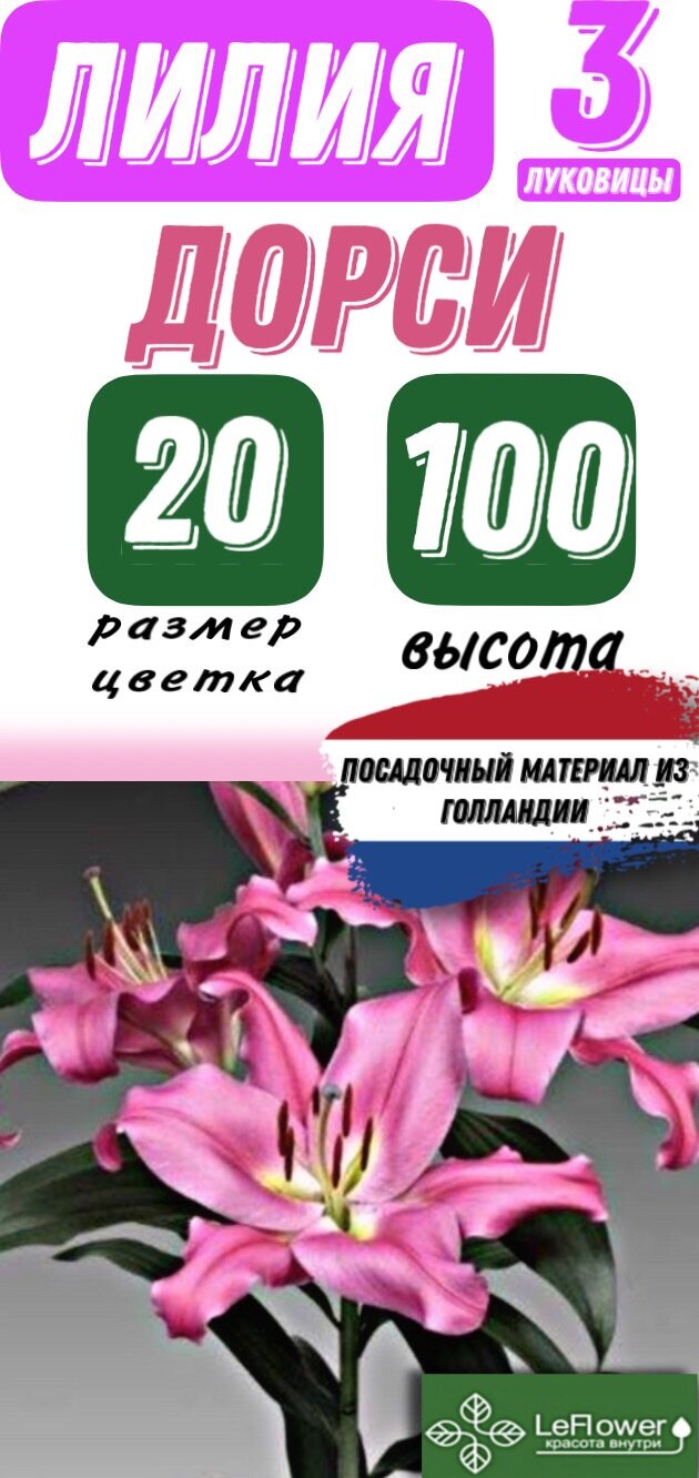 Лилия Луковица Дорси ОТ-гибрид разбор 22/24 3 шт (LeFlower)