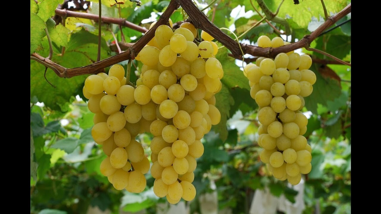 Виноград плодовый Белла (2 года ЗКС)